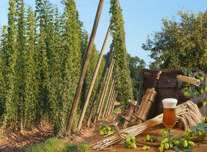 啤酒花园
