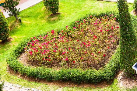 心形绿色的树叶图片