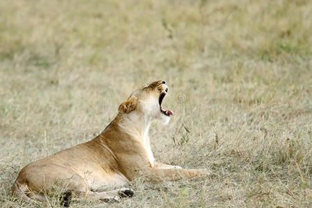 打呵欠的母狮照片