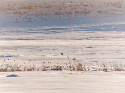 冬季景观中的红狐