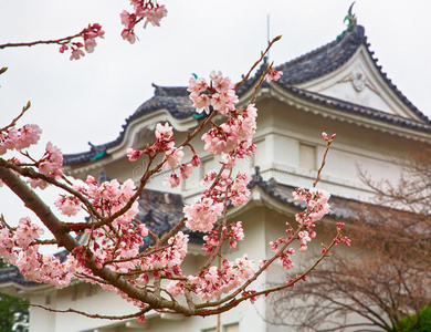 日本名古屋樱花图片
