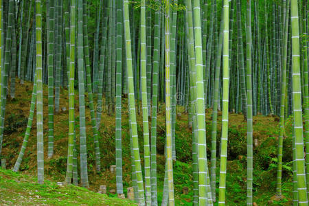 青竹林竹类植物竹子竹园.竹林自然绿色的背景.