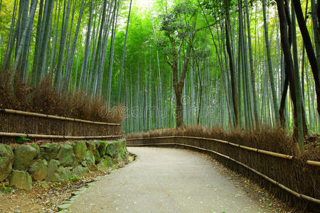 京都竹林