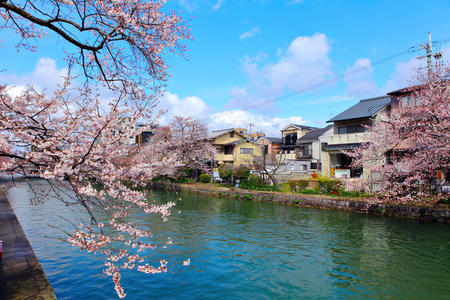 日本传统的樱花屋图片