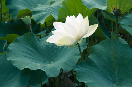 白莲须龙须龙树上橘须龙须龙越南花白莲花白莲花水彩白莲花.