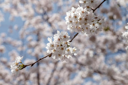 日本春天美丽的樱花