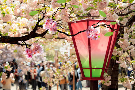 美丽的樱花广场