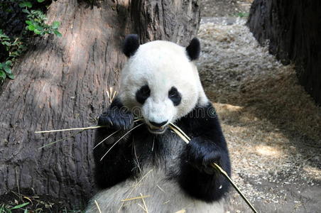 在圣地亚哥动物园吃午饭的大熊猫