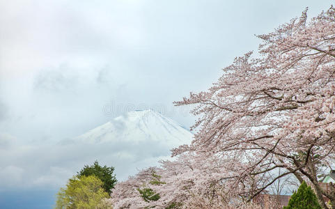 富士山与日本春天的樱花