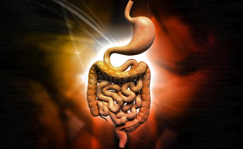 消化过程人体消化系统照片