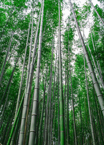 京都荒山径竹林风光