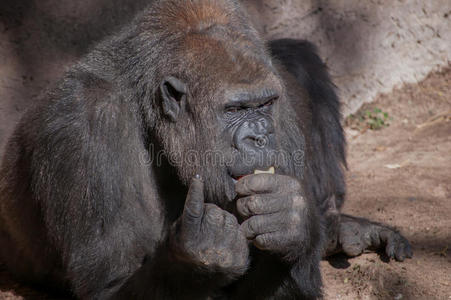 大猩猩吃东西和手指。