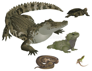 毒蛇 自然 长的 爬行动物 尼罗河 动物学 池塘 脊椎动物