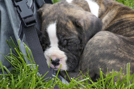 布林德尔拳击犬睡在相机袋上