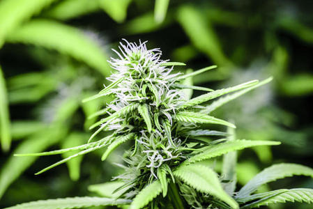 大麻花摄影图 大麻花图片大全 大麻花照片 摄图新视界