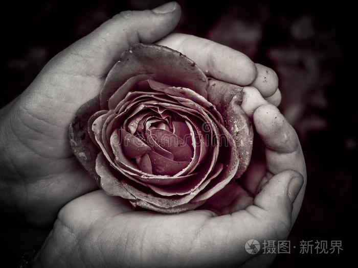 珍爱的不完美玫瑰