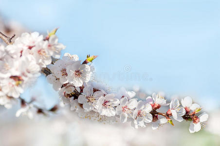 背景枝条上有樱桃花