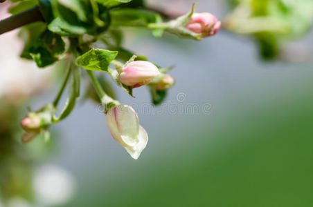 背景花苹果宏