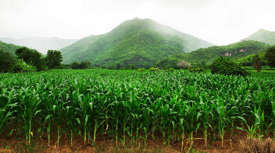 泰国玉米地