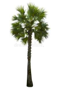 白底棕榈树