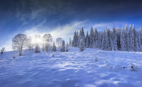 山地冬季森林蓝色全景图
