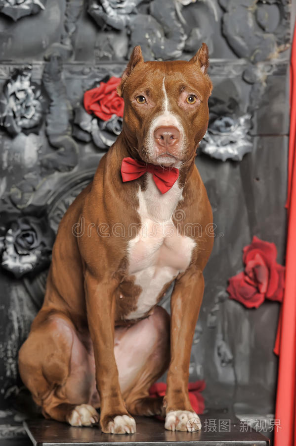 棕色美洲斗牛犬
