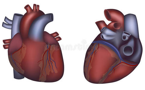 人体心脏详细解剖，彩色设计