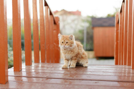 桥上可爱的小猫图片