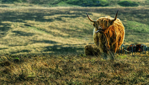 苏格兰一头高地母牛的照片图片