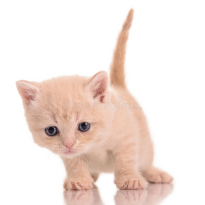 可爱的红色猫咪摆姿势图片