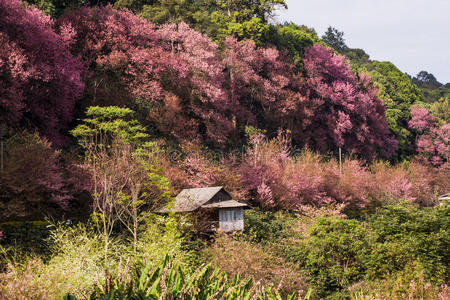 粉红色樱花