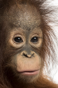 一只年轻的博尔纳猩猩的特写镜头，看着镜头