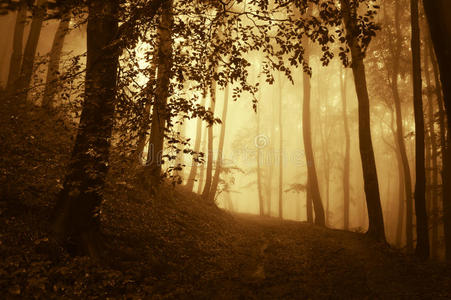 秋雾密林日出