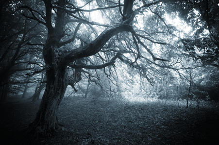 幽暗的森林,扭曲的神秘树木和迷雾照片