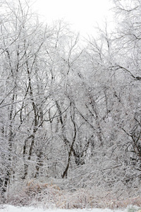 光秃秃的 漂亮的 暴风雪 外观 植物 天气 弗吉尼亚州 木材