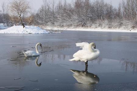 冰冻湖面上的天鹅