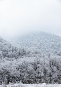 雾中覆盖着白雪的松林的山顶图片