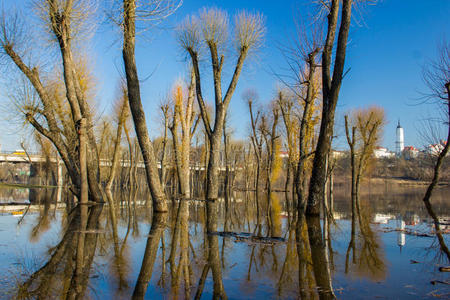 都灵城倒映在水坑里一幅高大的白杨树倒映在平静的湖水上的画面.