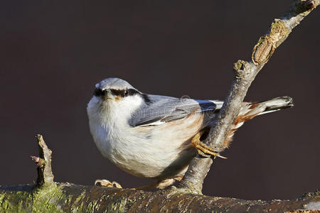 欧亚胡桃sitta europaea