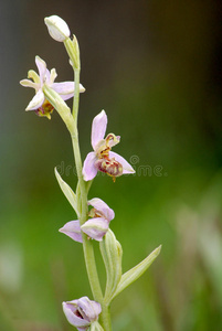 蜜蜂兰花，无花果