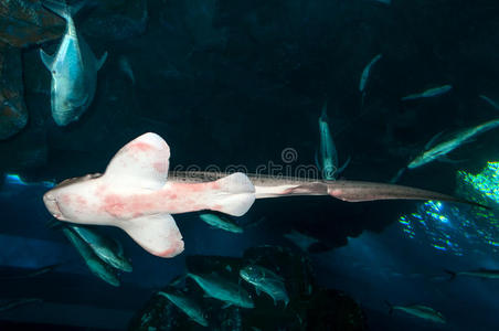 水下的沙虎鲨carcharias taurus