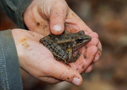 小孩玩青蛙图片