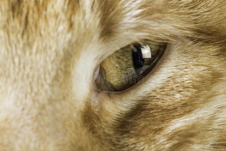 橙色猫眼