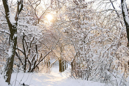 树枝上的雪