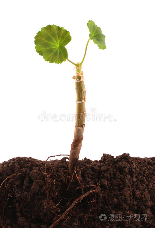 植物根系与土壤照片 正版商用图片12oumz 摄图新视界