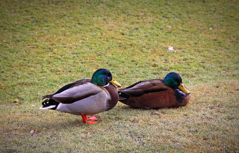 公园里有两只雄性野鸭