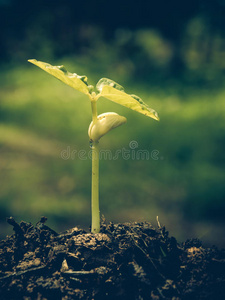 种子发芽