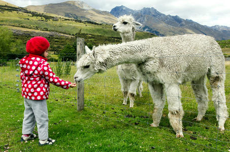 羊驼喂养图片-羊驼喂养素材-羊驼喂养插画-摄图新视界