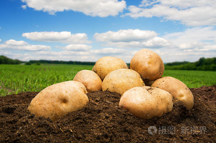 天空下地上的土豆