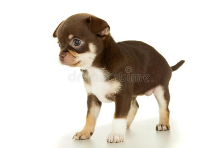 分离的棕色吉娃娃小狗照片